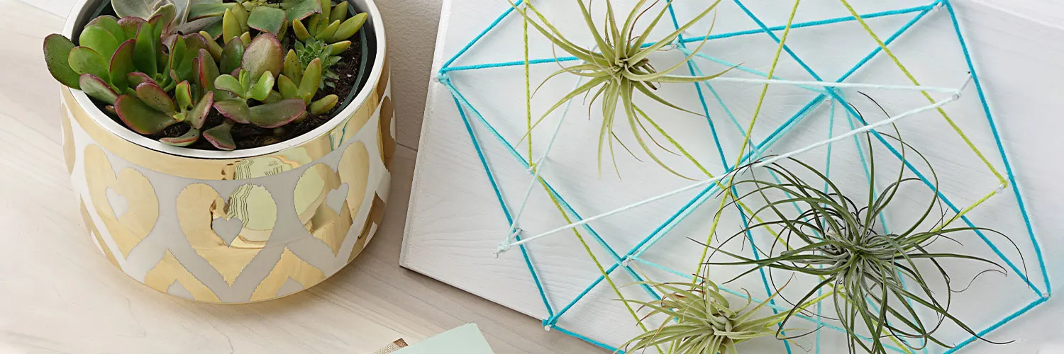 DIY Air Plant String Art Tutorial: 4 Gorgeous Ideas