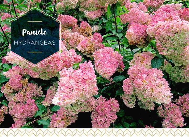 Types of Hydrangeas: A Visual Guide - FTD.com