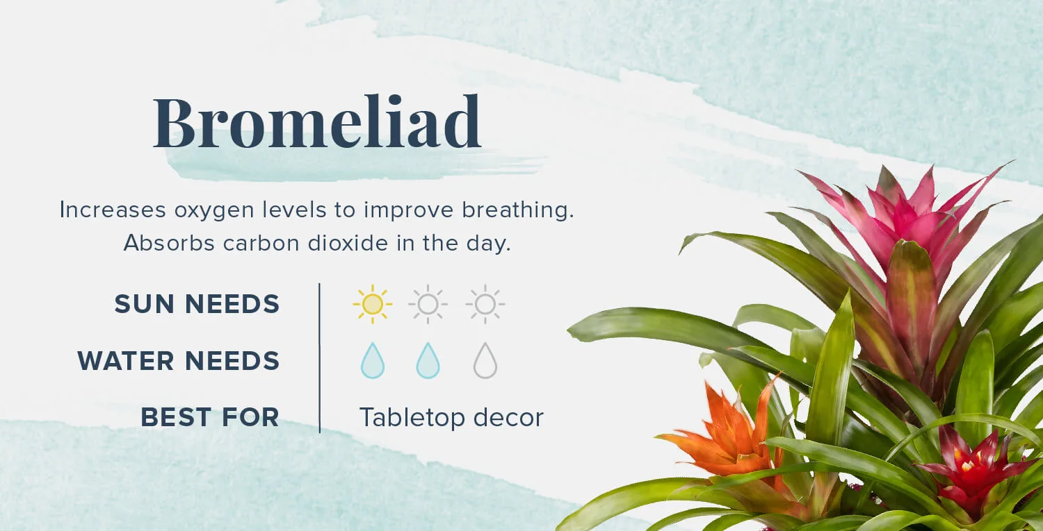 Plants-That-Help-You-Sleep-Bromeliad