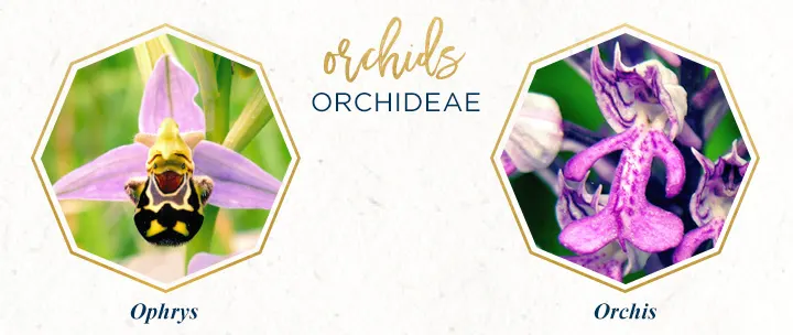 orchideae