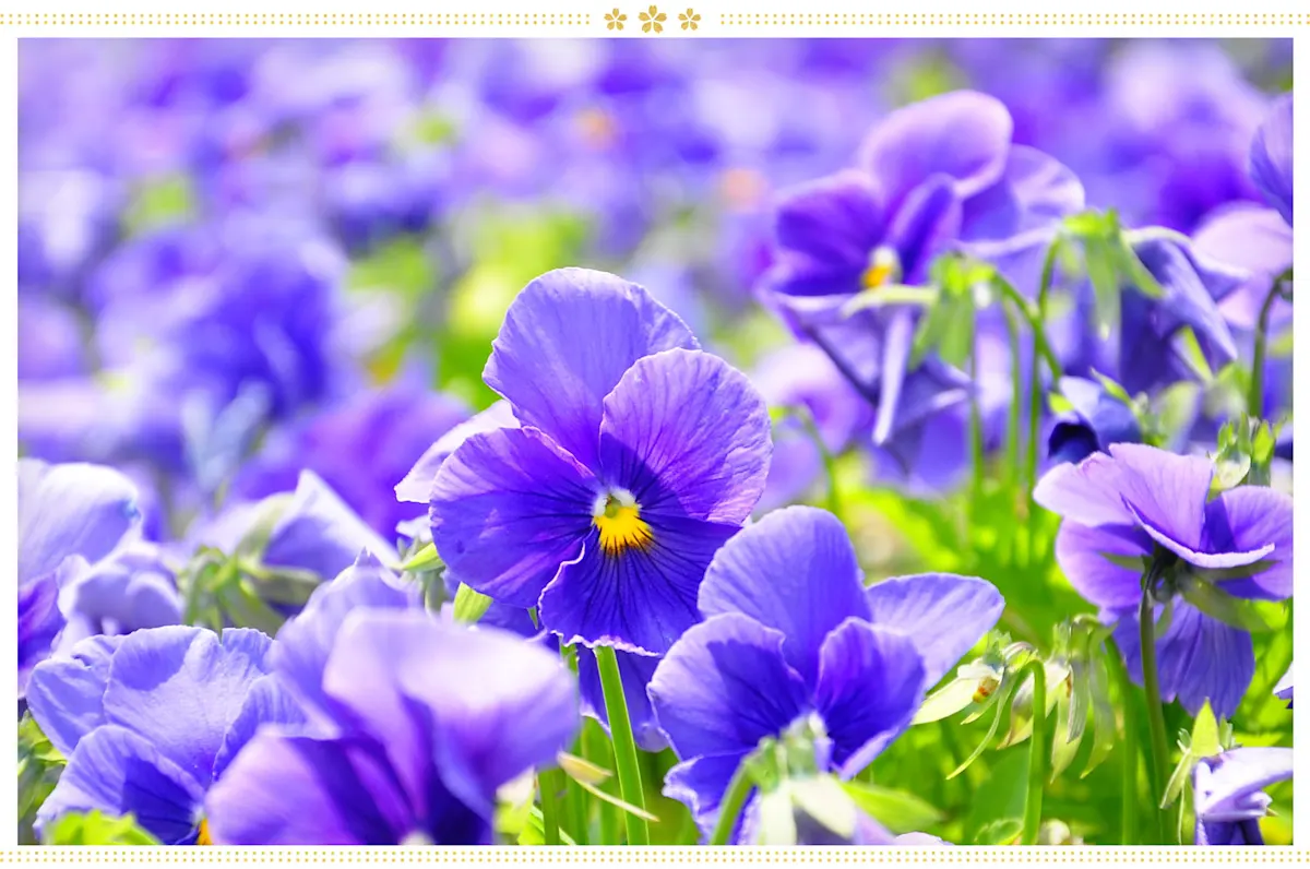 15 Japanese Flower Meanings and Where to Find Them ProFlowers Blog