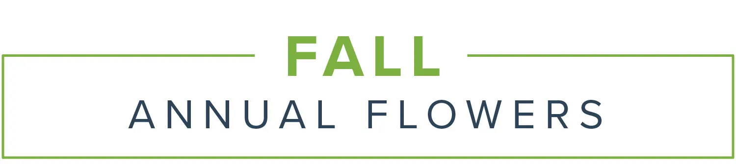 Fall-Annual-flowers-header