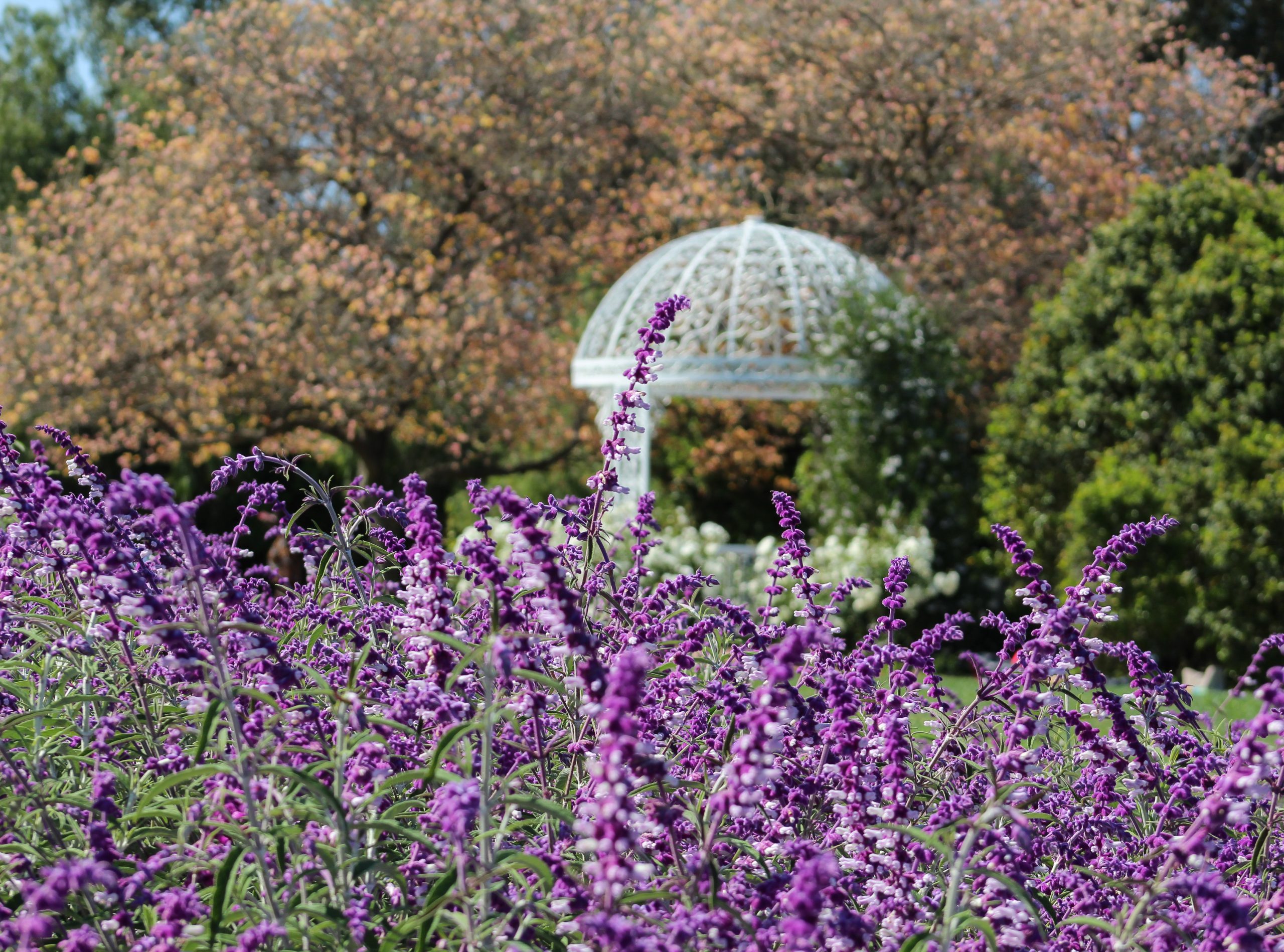 The 15 Best Botanical Gardens in California - ProFlowers Blog