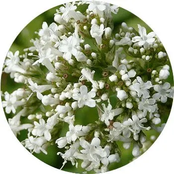 white-heliotropium-peruvianum