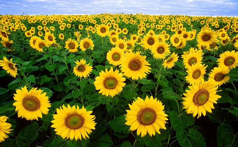 Sunflowersthumbnew