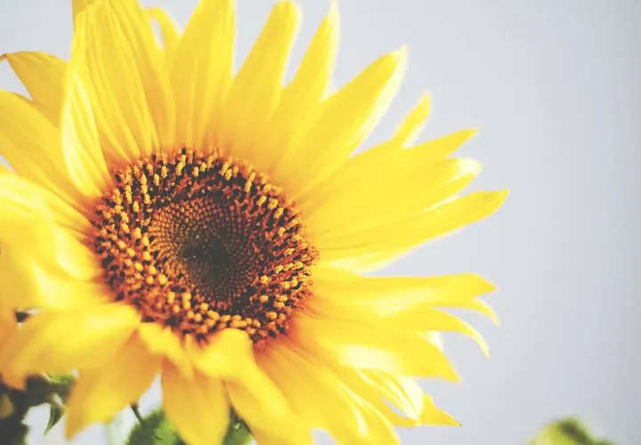 The Life Cycle of a Sunflower | When Do Sunflowers Bloom?