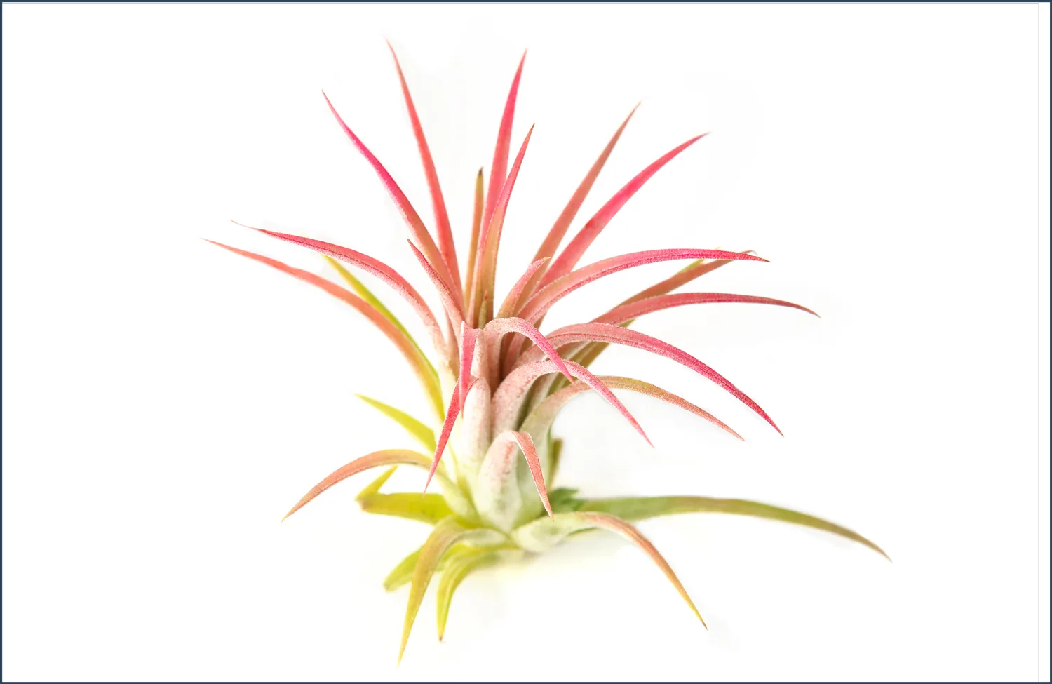 air-plant-care-tillandsia-ionantha-1