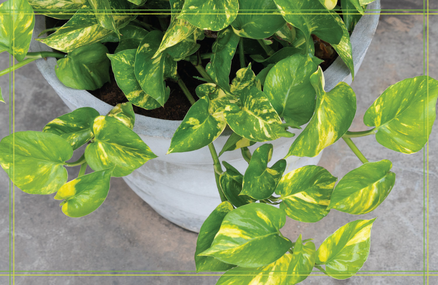 Pothos vs Philodendron: How to Spot the Difference | Proflowers Blog
