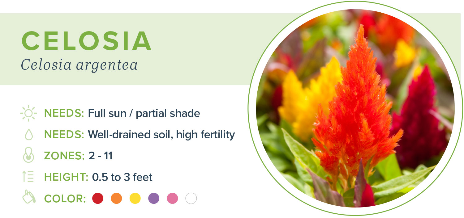 annual flowers celosia information