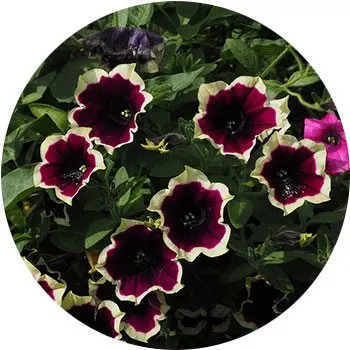 black-petunia-hybrida