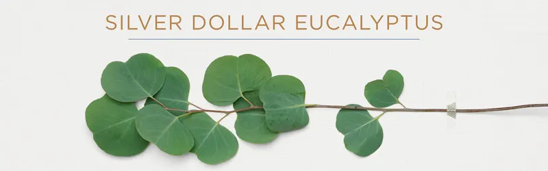silver-dollar-eucalyptus