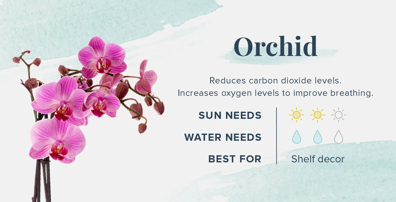Plants-That-Help-You-Sleep-Orchid