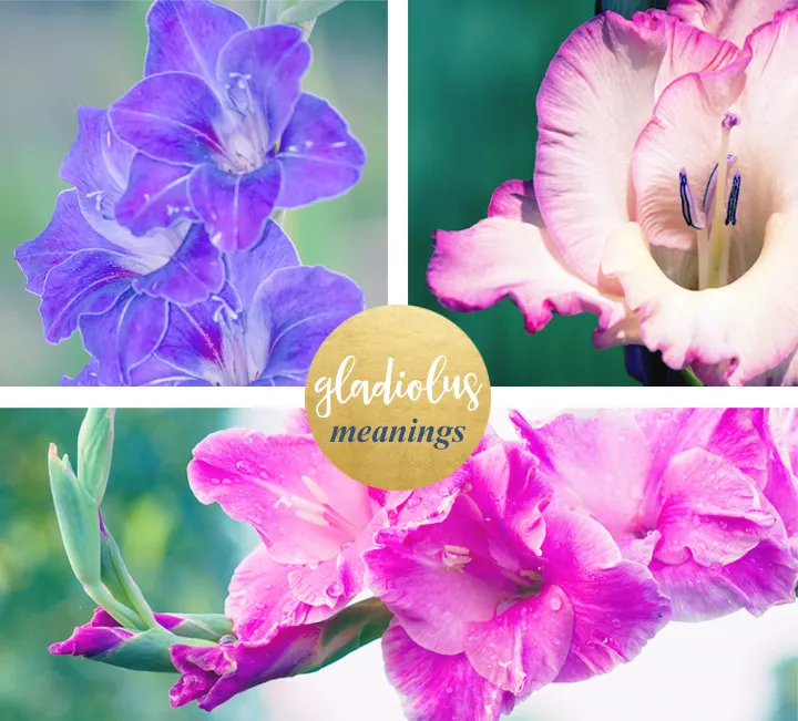 Gladiolus Meaning and Symbolism