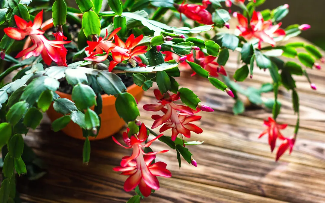 How To Care For A Christmas Cactus - 1