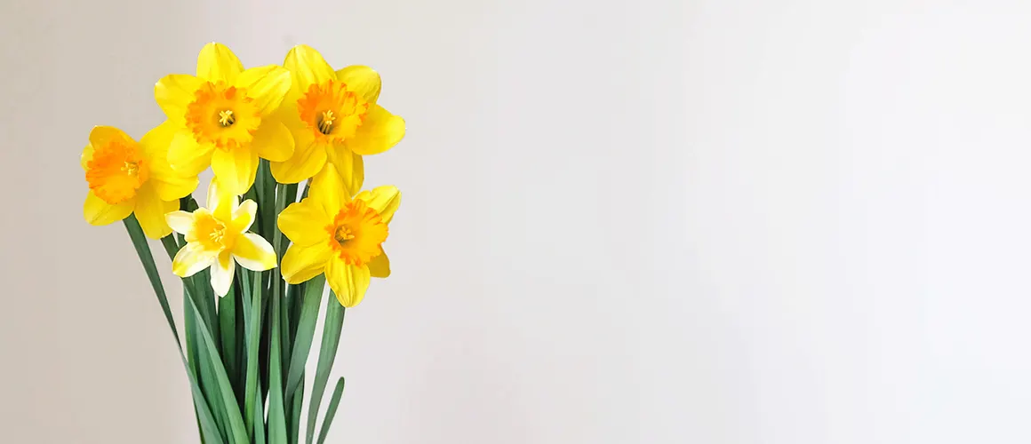 Daffodil Care Guide: How to Care for Daffodils + Growing Tips