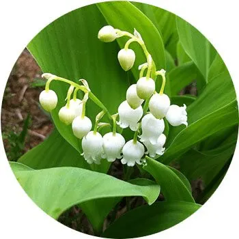 white-convallaria-majalis