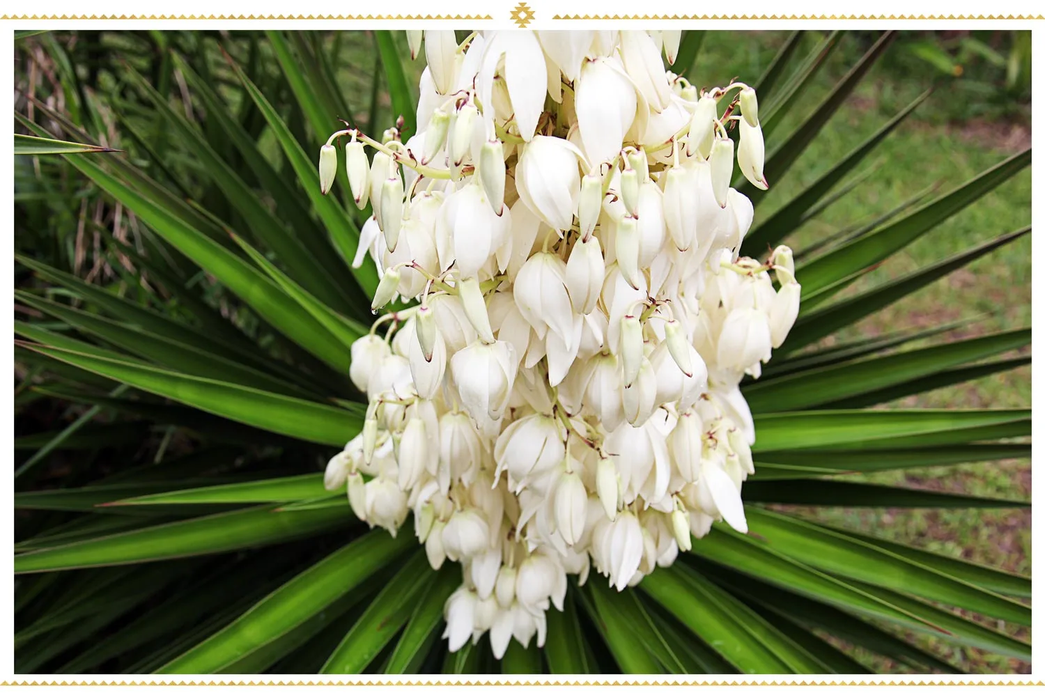 mexican-flowers-yucca-flower