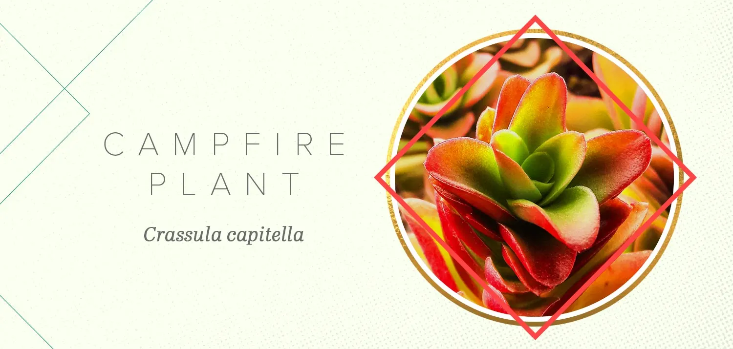 colorful-succulents-campfire-plant