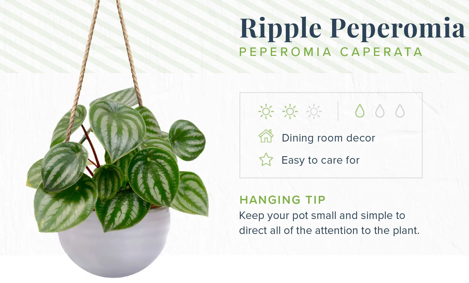 hanging-plants-ripple-pepperomia