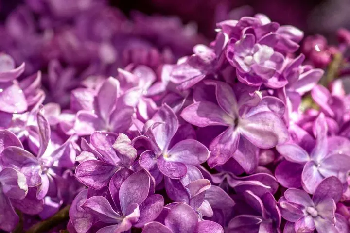 romantic-violet-720x480