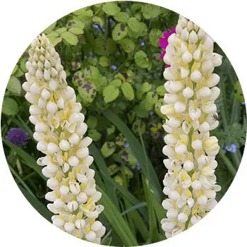 white-lupinus