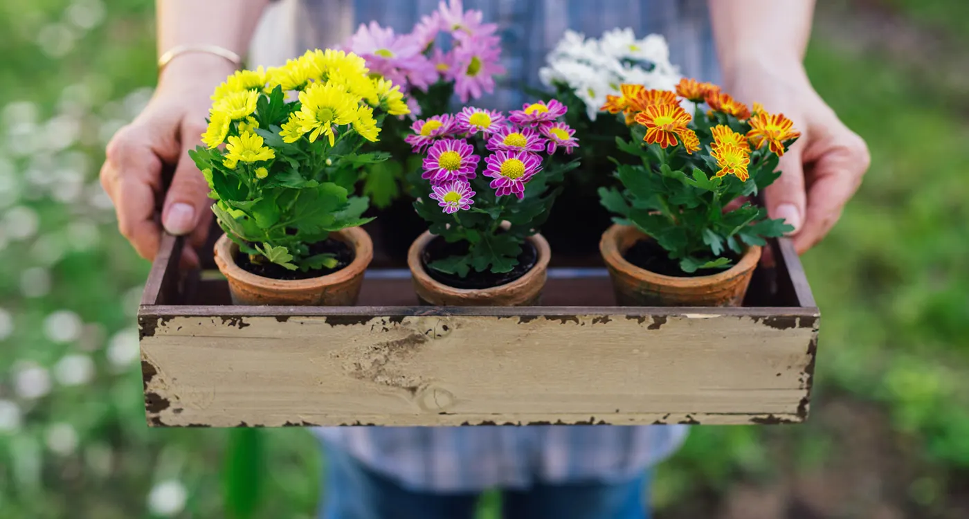 Types of Flowers by Color