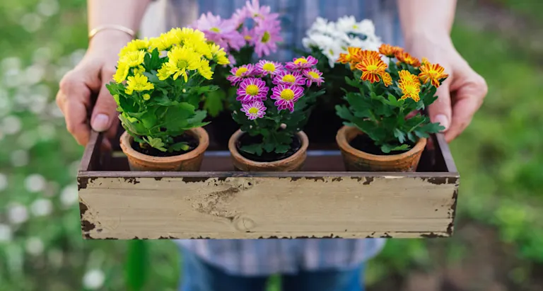 Types of Flowers by Color - ProFlowers Blog