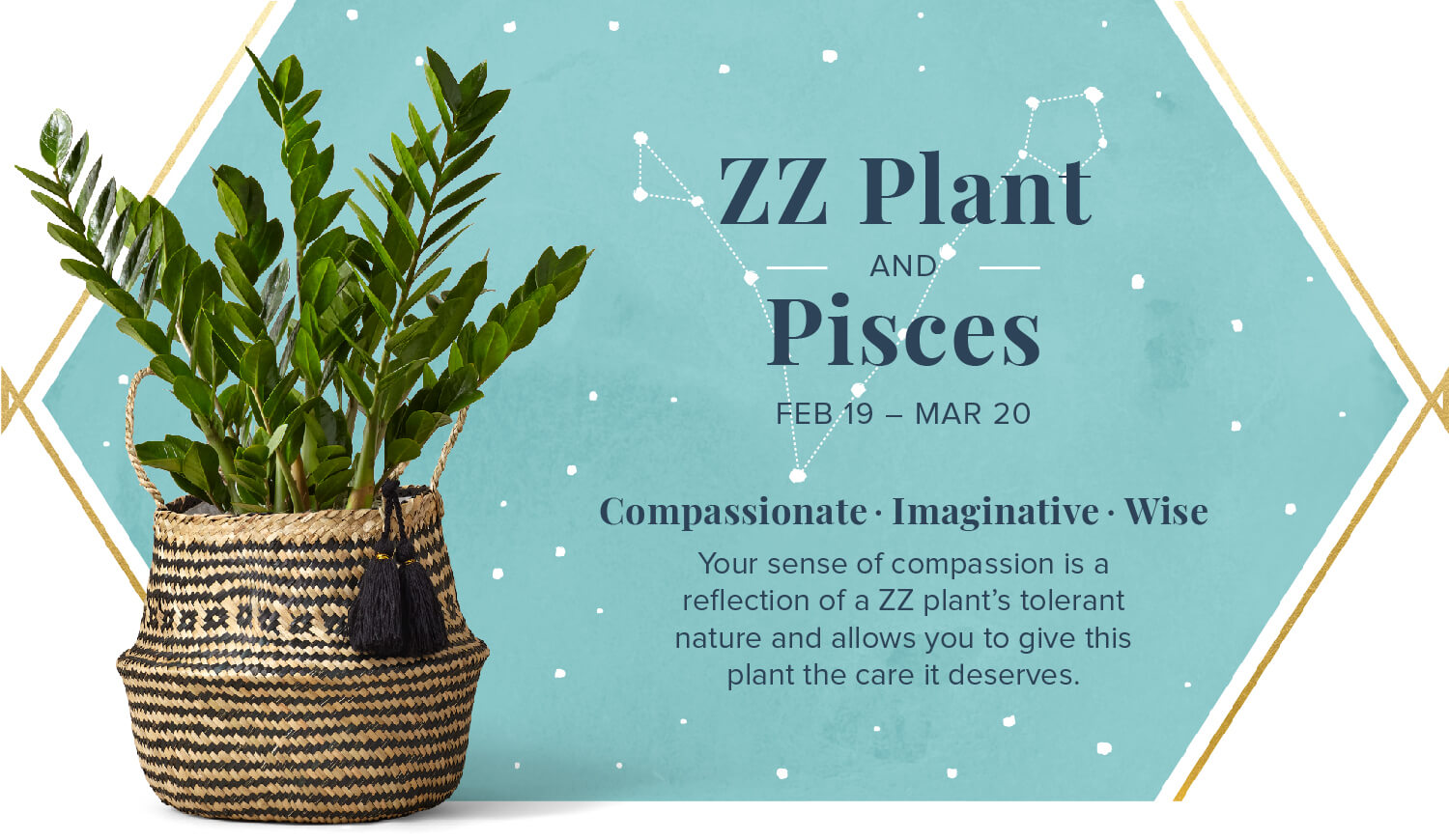zz plant and pisces zodiac plant pairing