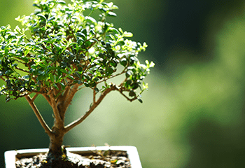 Bonsai Tree Care For Beginners Everything You Need To Know Proflowers Blog