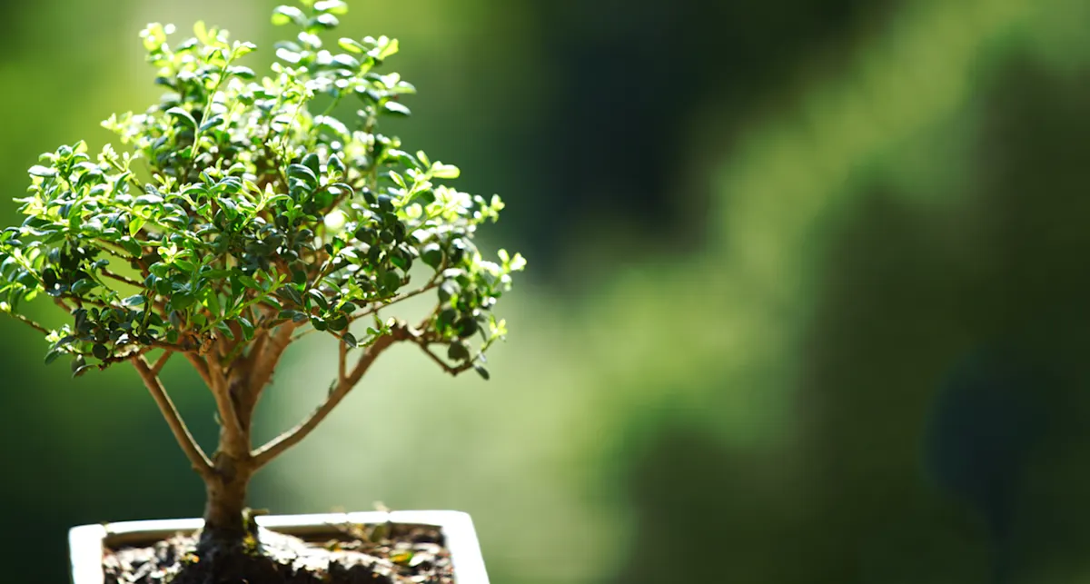 Bonsai Tree Care For Beginners Everything You Need To Know Proflowers