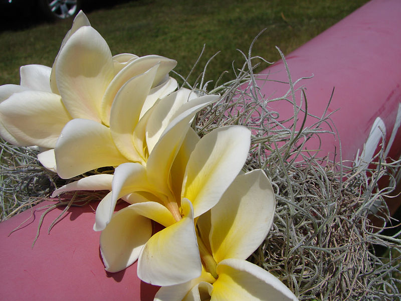 Why the graduation lei is a popular, meaningful tradition – Orange