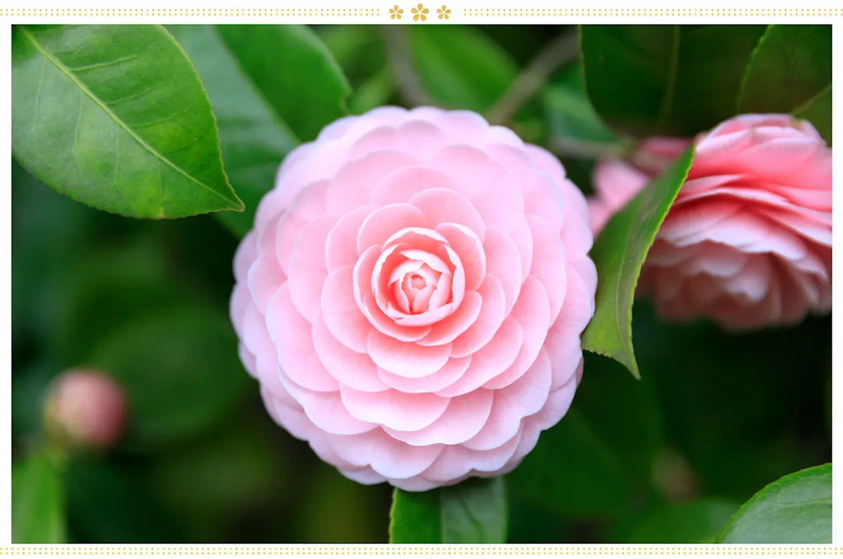 15 Japanese Flower Meanings and Where to Find Them - ProFlowers Blog