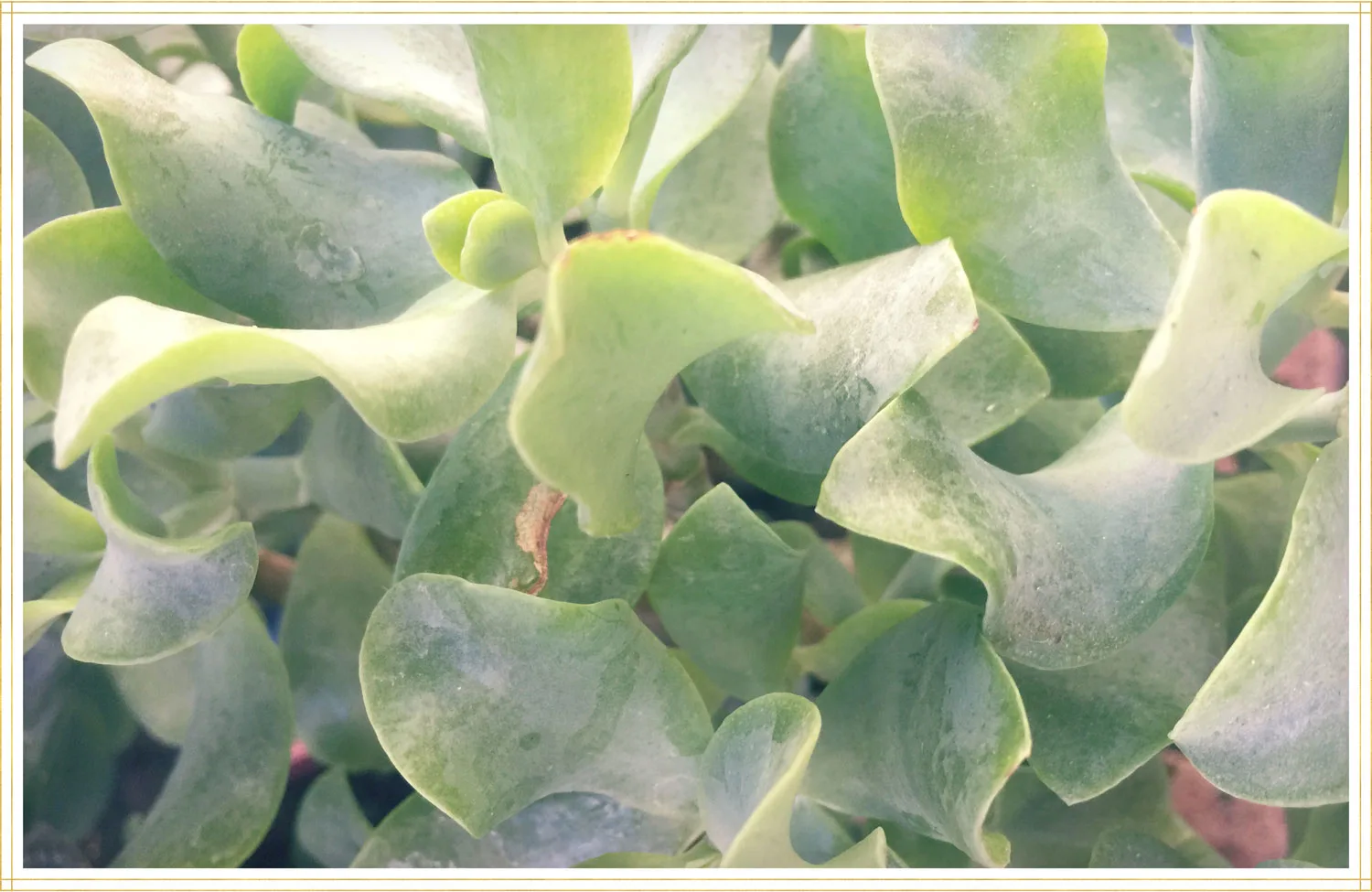 jade-plant-care-ripple-leaf-1