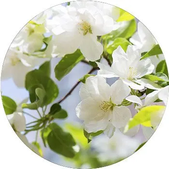 white-begonia