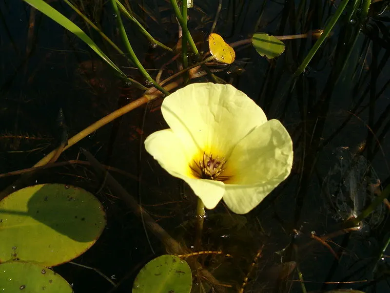 800px-Hydrocleys nymphoides Flower BotGardBln0906a