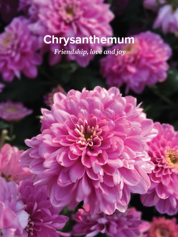 History and Meaning of Chrysanthemums ProFlowers Blog