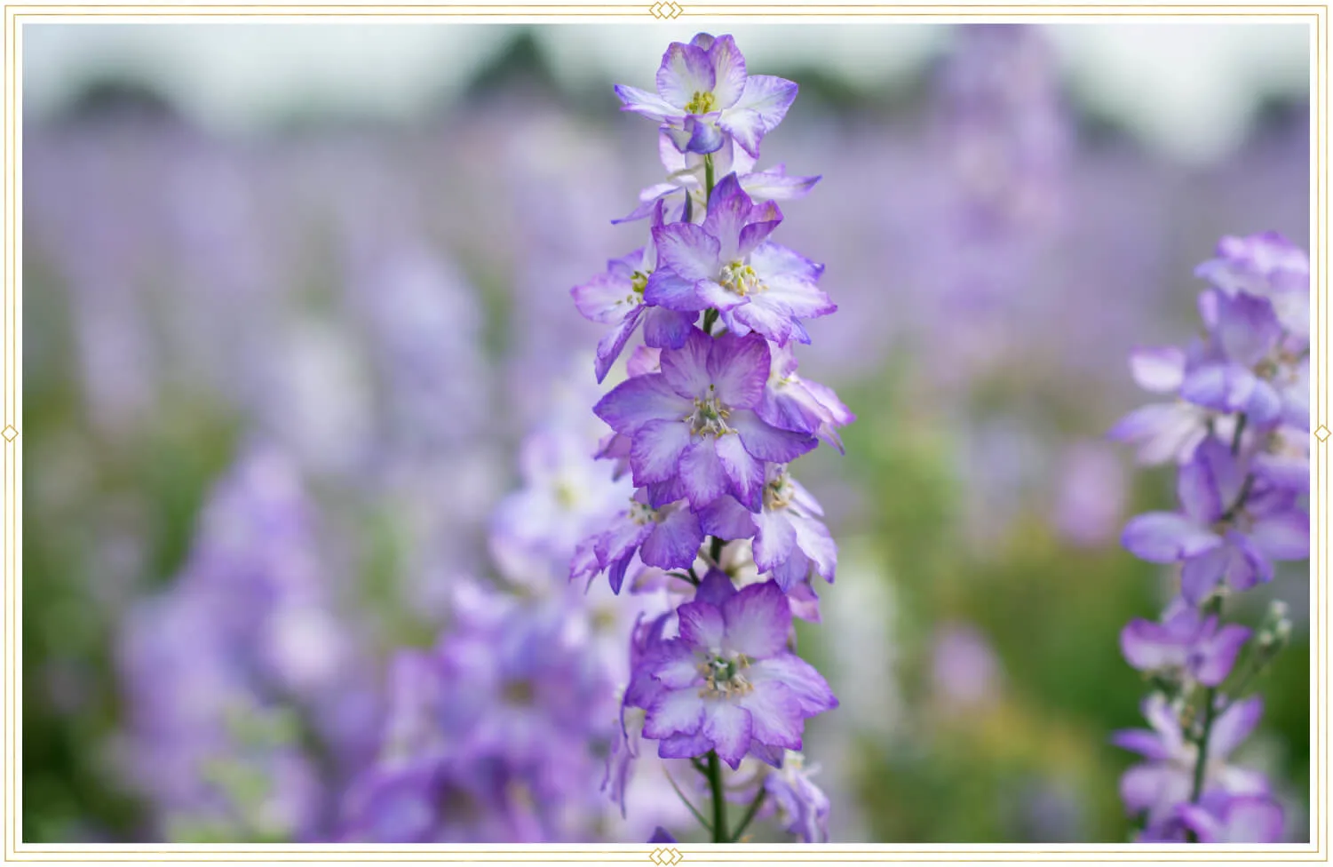 cancer-birth-flower-delphinium