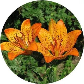 orange-lilium