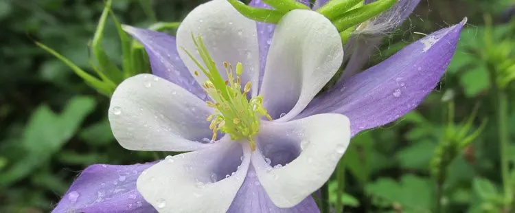 Colorado State Flower – The White and Lavender Columbine