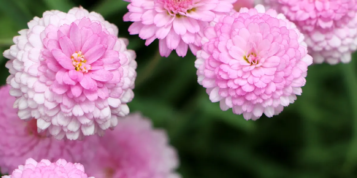 History and Meaning of Chrysanthemums ProFlowers Blog