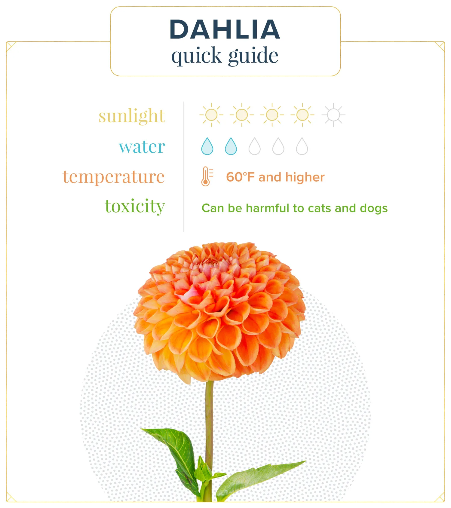 Dahlia Care Guide: How to Care for Dahlias + Growing Tips