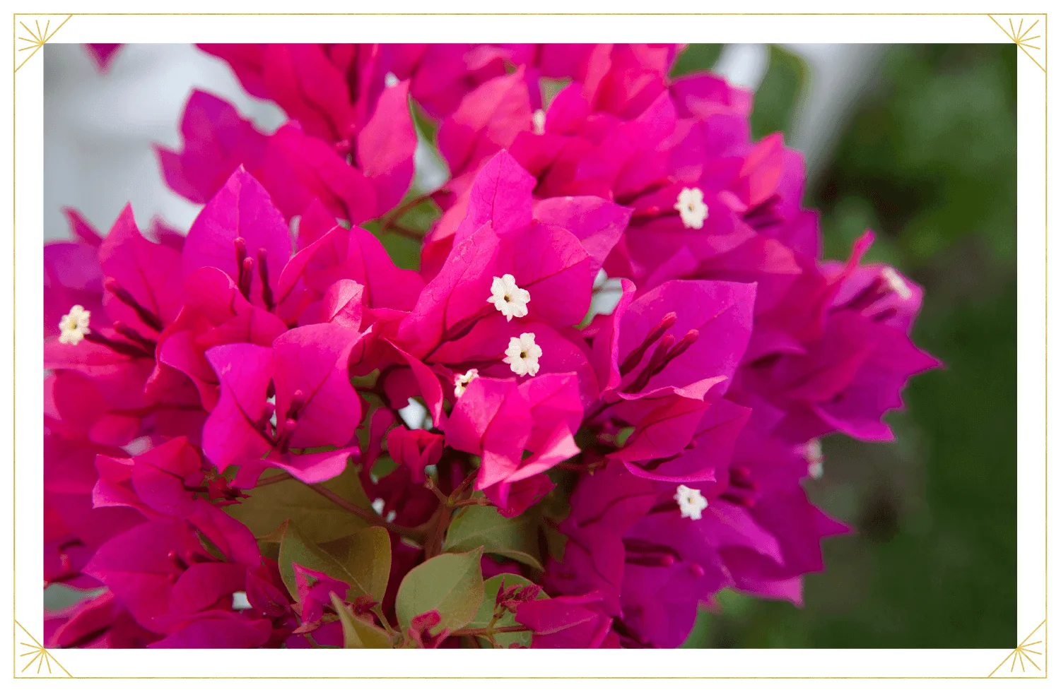 barbara-karst-bougainvillea