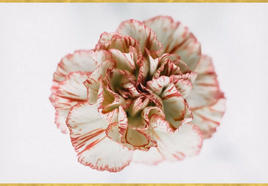 A Guide to Growing Carnations