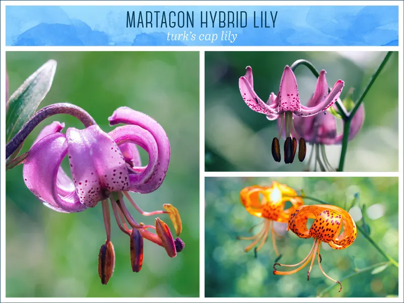 martagon-hybrid-lily