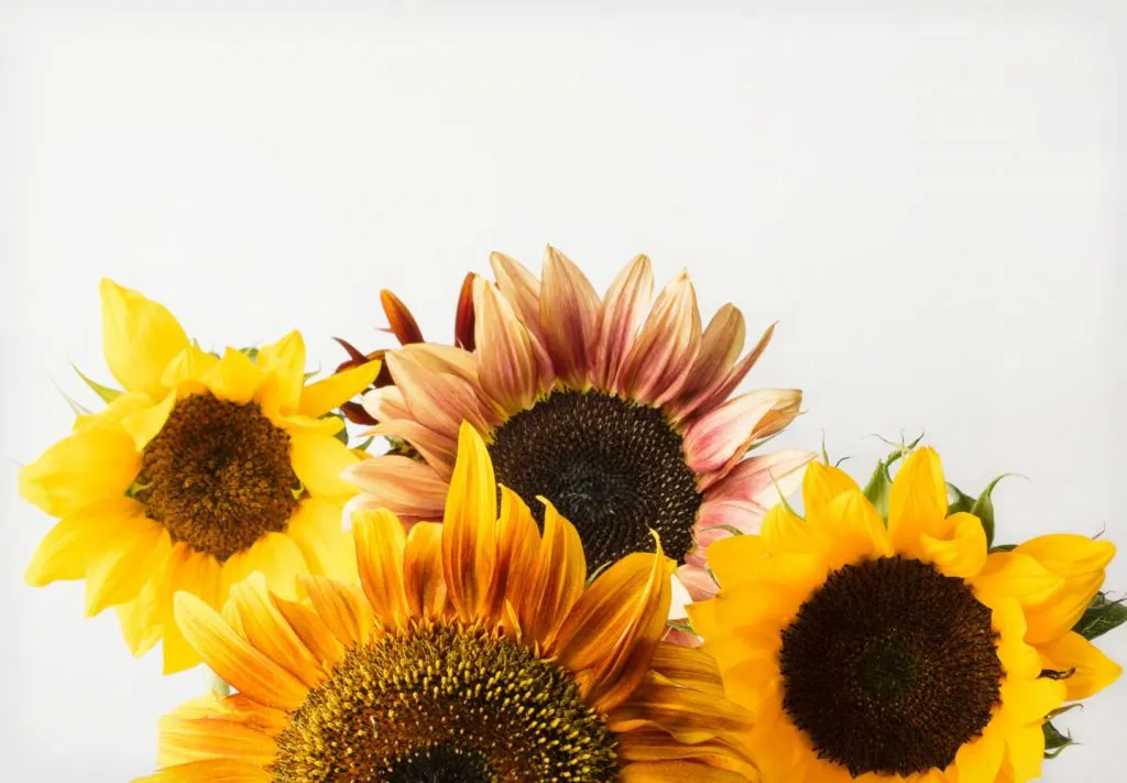 Ultimate sunflower guide