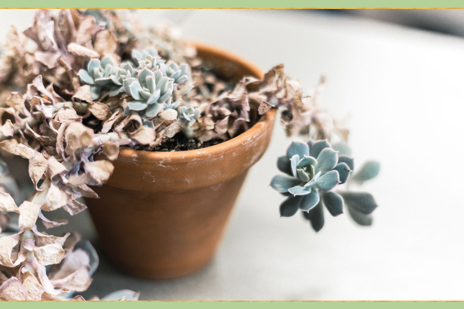 dying succulent plant