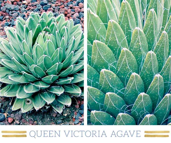 127 Stunning Desert Plants