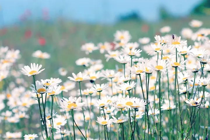 Daisy Meaning and Symbolism