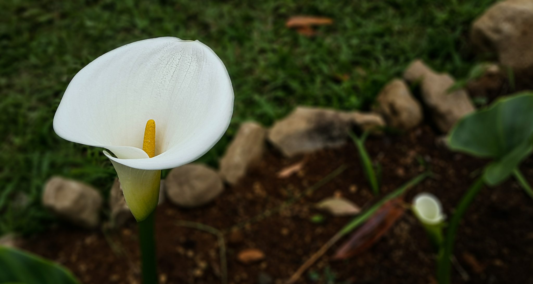 When Do Calla Lilies Bloom? | Proflowers Blog, image size:2048x1093