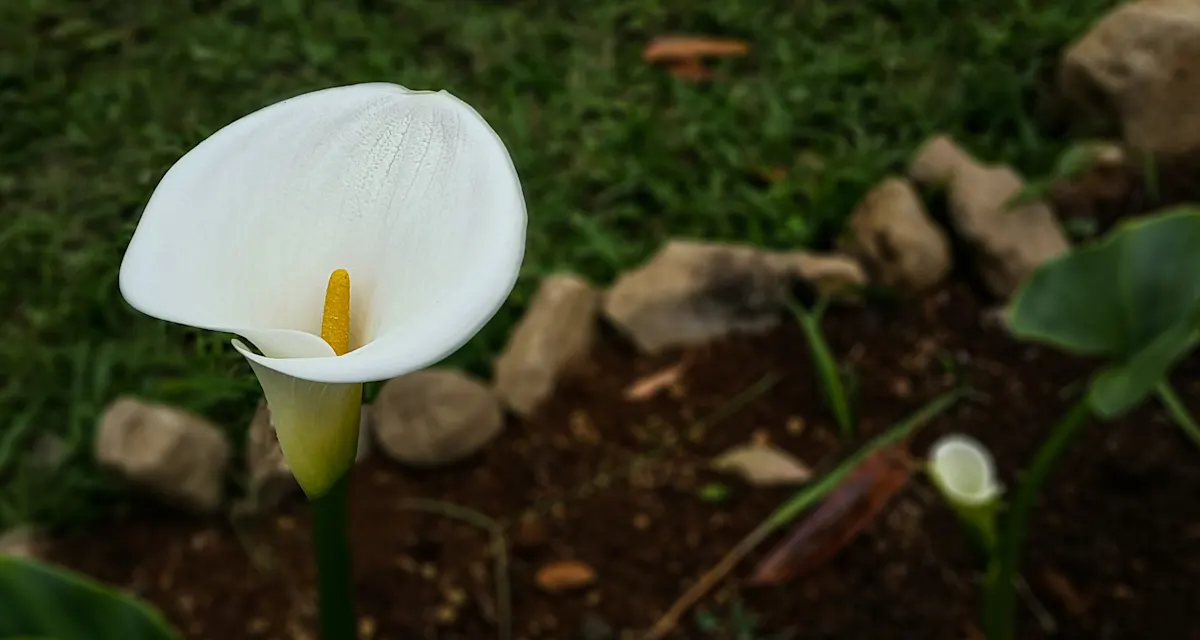When Do Calla Lilies Bloom? ProFlowers Blog